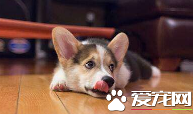 狗狗常嘔吐什么原因？WOWO復合益生菌幫狗狗調理腸胃