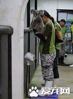動物園食物引誘上磅秤 不上道黑熊拿了就跑