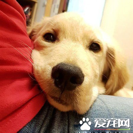 男神孔劉強大魅力讓汪星人深深著迷  化身電視兒童