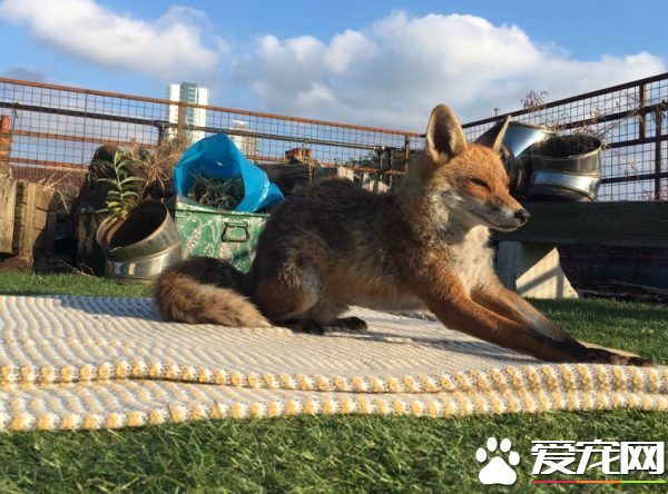 不請自來的天兵狐貍 擅自加入曬太陽行列