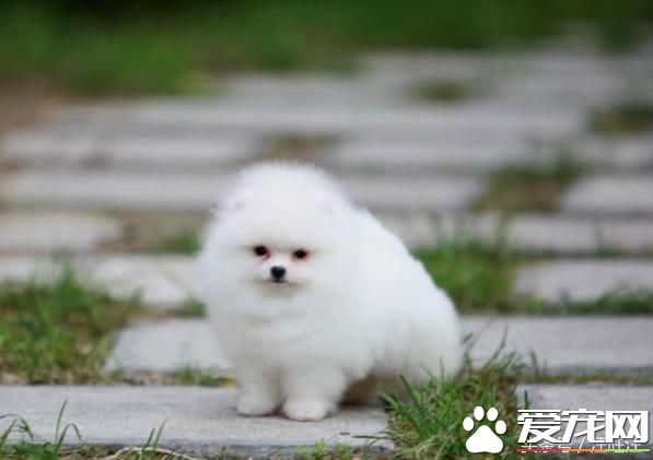 寵物狗之——細小危害！