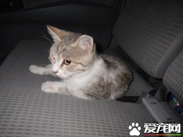 愛貓士兵從阿富汗帶小浪喵回國 收編成愛撒嬌的家貓