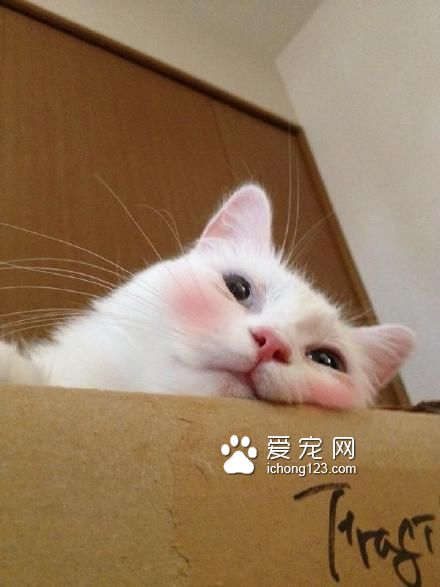 高冷的喵星人被打上腮紅之后