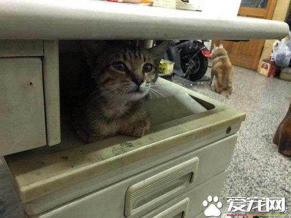 撿浪浪回家就要丟掉 卻被主動溜進家的虎斑喵征服