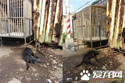 黑狗遭困戶外鐵籠 灑水降溫竟冒白煙吐血亡