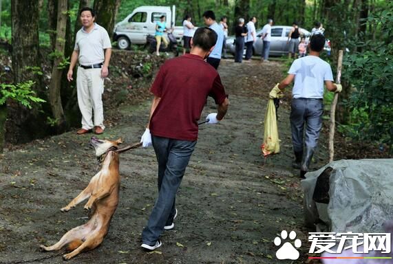 合肥小鎮捕殺焚燒狂犬病狗 現場慘烈
