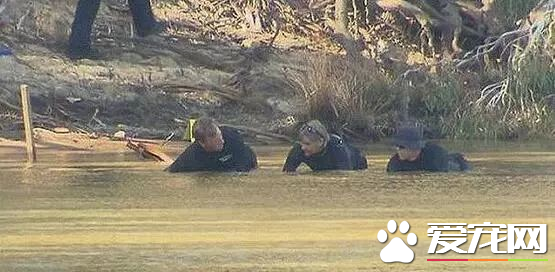 澳洲比特犬Buddy奮不顧身救落水男孩，警察卻說：狗具有攻擊性必須抓起來