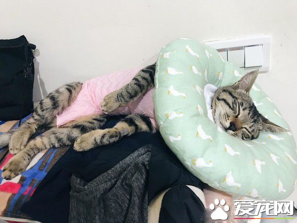 虎斑貓偷穿亮眼粉紅色洋裝 馬麻傻眼：這是要去哪