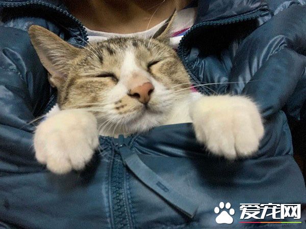 米克斯喵喵舒服打盹 松懈之際慘遭戲弄超逗趣