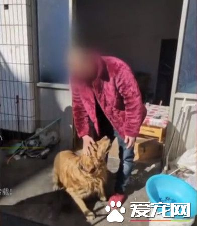 黃金獵犬發現主人昏倒 將醫療人員引導到主人身邊