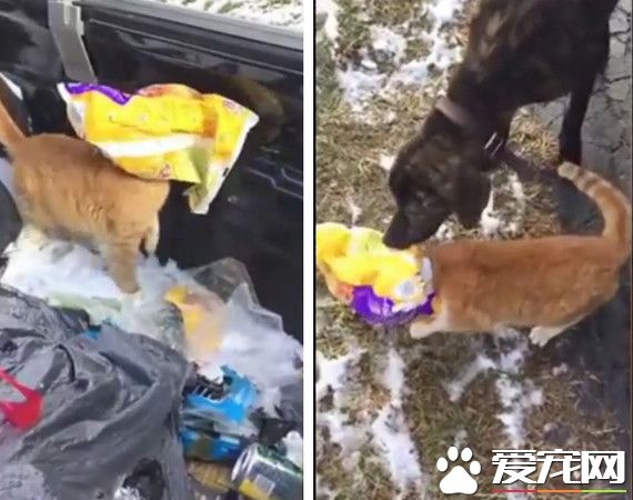 貓頭卡塑料袋超慌張 好心狗狗挺身相救