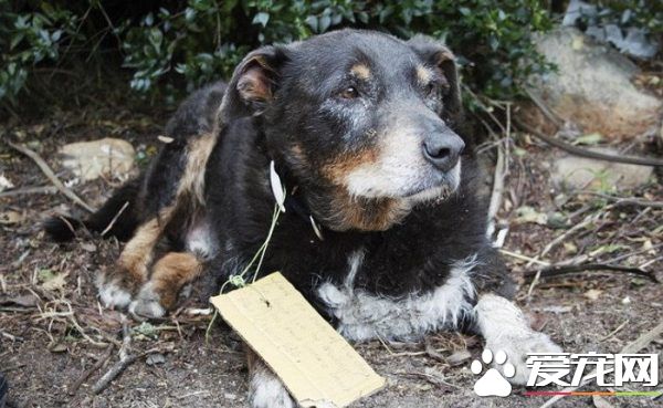 12歲牧羊犬突然走失 原來是救援佳話一則