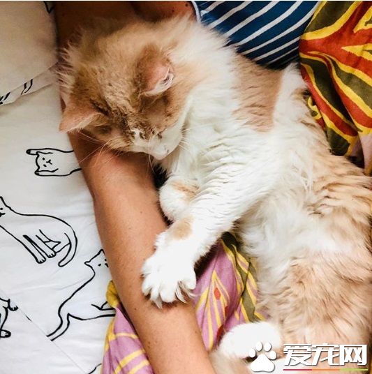 貪玩貓咪被反鎖門外一夜 經9小時驚魂記超無助