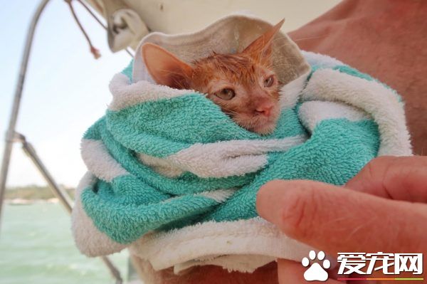 奇妙的命運安排 小浪貓成為環游世界的水手貓