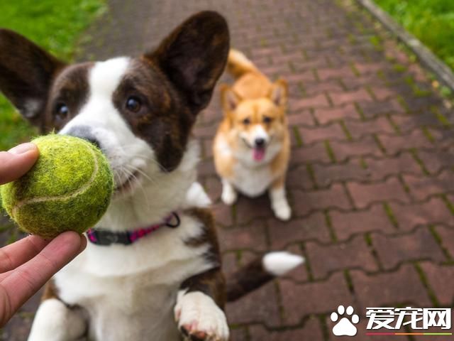 「每日一答」如何防治狗狗撿食？