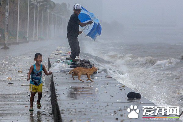 母貓臺風中生產 父子拿塑膠布幫母子遮風避雨