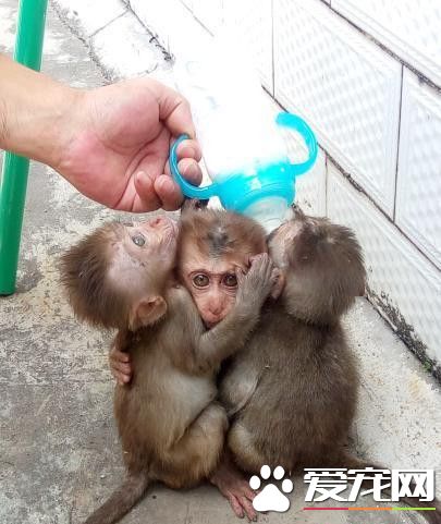 跨境購買幼猴當<a href=/ target=_blank class=infotextkey>寵物</a> 云南一村民被查處