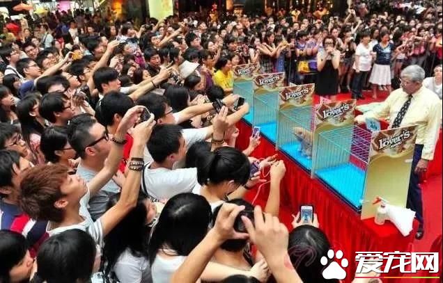 屬于鏟屎官們的年度盛會 2018第四屆深圳國際寵物展5月1日啟幕