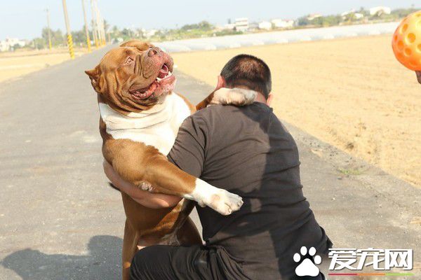 惡霸犬不要抱抱只要球球 逗趣可愛模樣笑翻網友