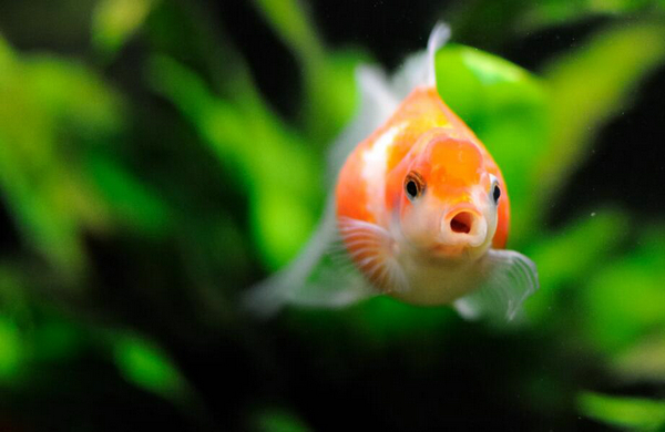 小金魚多久喂一次
