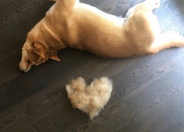 除了貴 柴犬還有這5大缺陷 看完你還想養嗎？