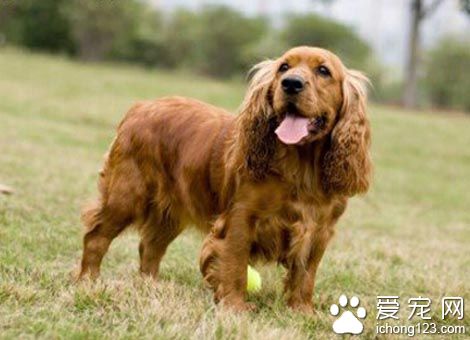 英國夫婦虐待可卡犬導致其餓到吃傘充饑 還狠心不醫強帶回家