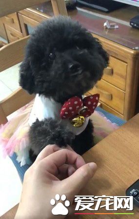 這汪星人是壞掉了嗎？黑貴賓黏到膠帶賣萌求救