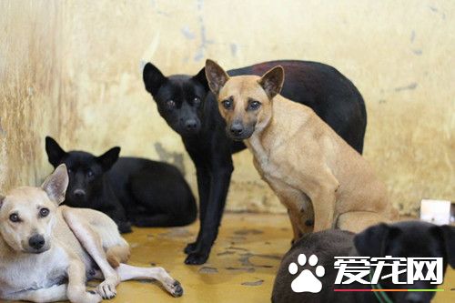 拍出奇跡美照 間接救下百只死刑犬