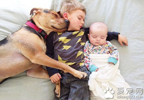 <a href=/ target=_blank class=infotextkey>寵物</a>與人類美妙的關系 寶寶與狗酣睡照走紅網絡