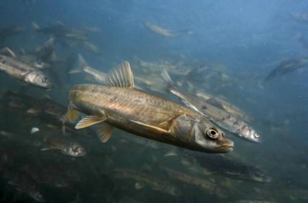 青海湟魚是保護動物嗎