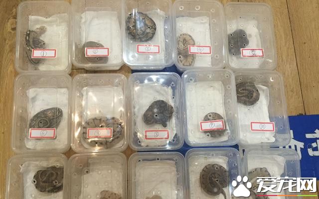 網購寵物蛇 收到的卻是國家保護動物球蟒