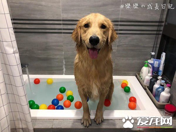 是誰欺負我妹妹！哈士奇遭欺負姐姐來替妹妹報仇