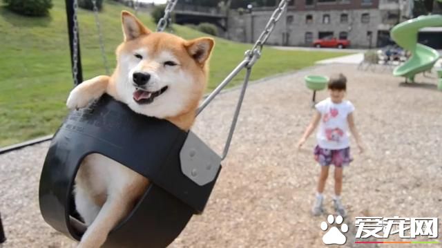 什么狗是理想的家庭犬？哈士奇并不算
