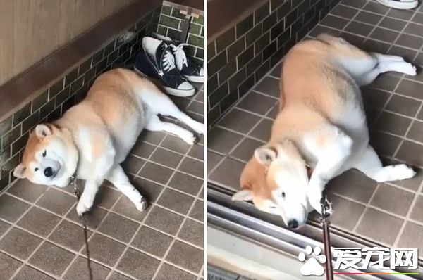 毛小孩也會耍賴！日本ins用戶po出愛犬柴柴照片網友熱議
