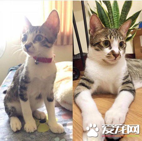 貓媽胸前掛兩喪尸超辛苦 上廁所也不得安寧