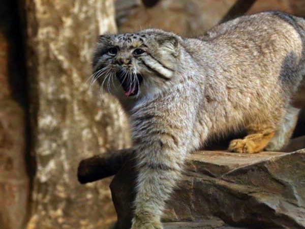只對你情有獨鐘！ 兔猻肉球貼玻璃深情等飼育員心上人