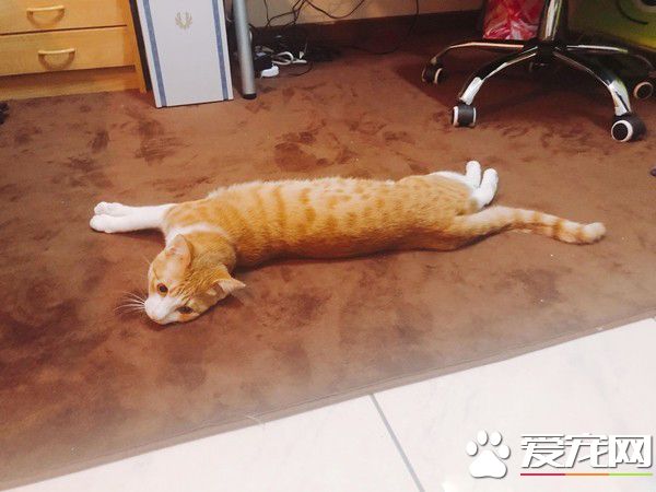 喵想要撒嬌被奴才壓到 奶音抗議讓人快要被萌化