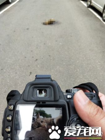 虎斑喵來討摸撒嬌順手留影 竟成為貓咪的遺照