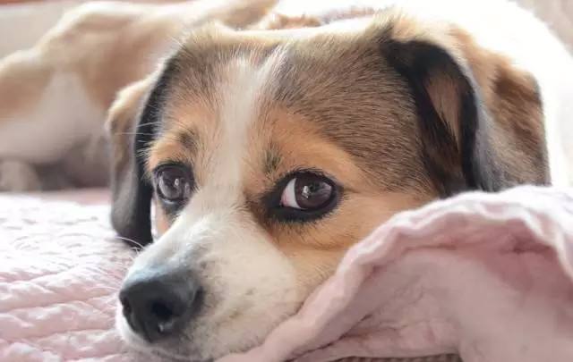 如果你想給你家愛犬配種 那在這個時間段是最好了