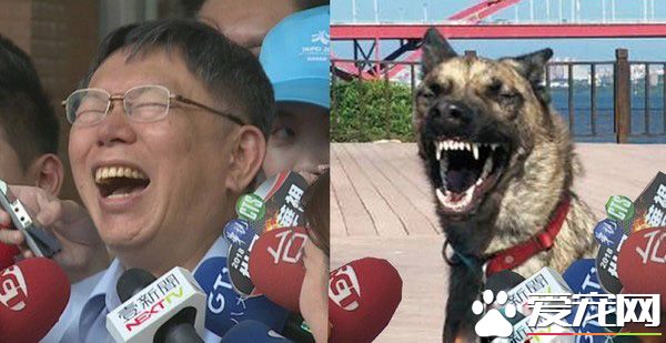 你也太像柯文哲了吧！汪汪撞臉柯文哲的招牌表情