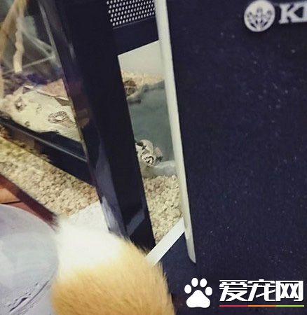 蛇也有親人的一面 媽媽與蛇一起玩平板超溫馨！