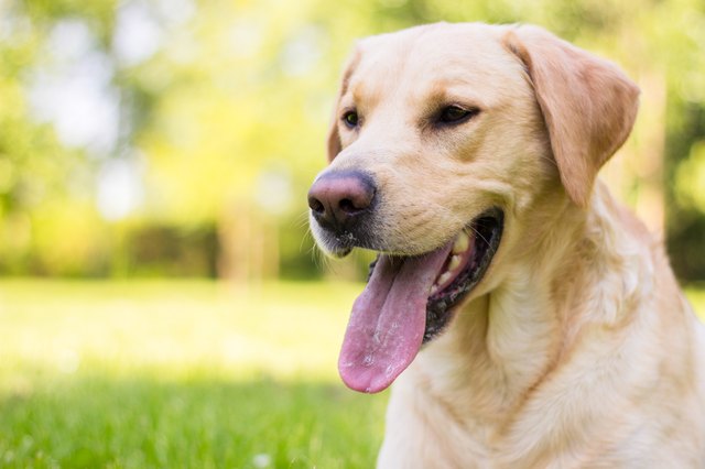 想要養只聽話的狗狗？ 頂級聽話犬種有這幾種
