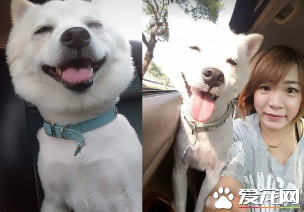 愛就是不離不棄 流浪狗跟新娘一起嫁出去了