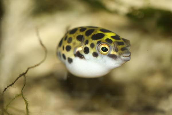 潛水艇魚能用淡水養嗎