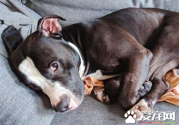 它的眼神太悲傷了！忠犬因主人懷孕慘遭遺棄