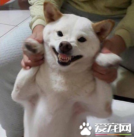 爸失手染劑滴白柴頭上 網友：這是很流行的挑染