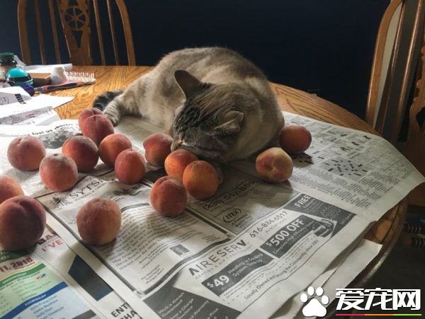 讓貓咪沒有抵抗力的 居然是具有神秘氣息的水蜜桃