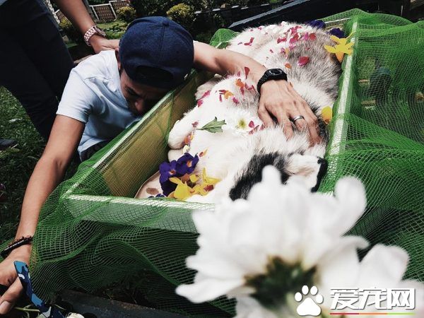 最新病毒！菲律賓一年輕男子痛失愛狗
