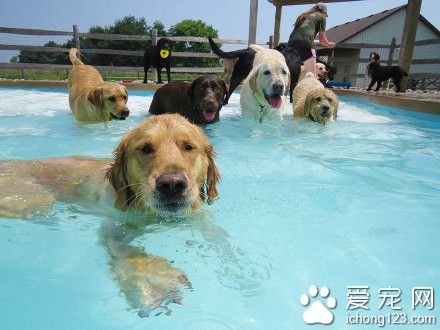 密歇根設計了一個專門給狗狗玩的游泳池
