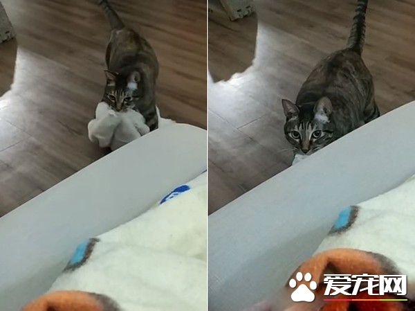 喵想要和媽咪擠一起取暖 自備被被也太可愛了